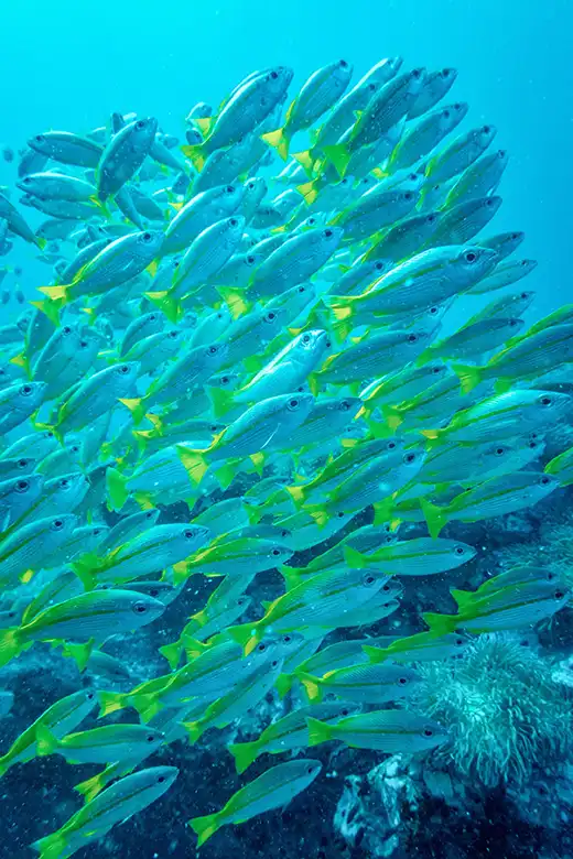 4K高清记录-生物圈 (2014) 4k