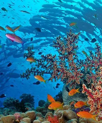 Life on the Barrier Reef (2015) 4k