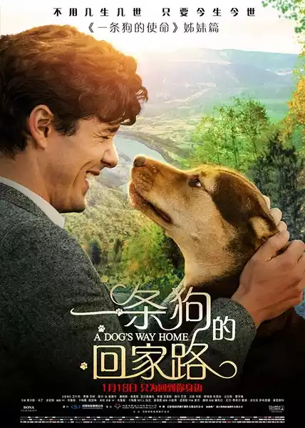 A Dog's Way Home (2019) 4k