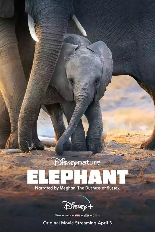 Elephant (2020) 4k