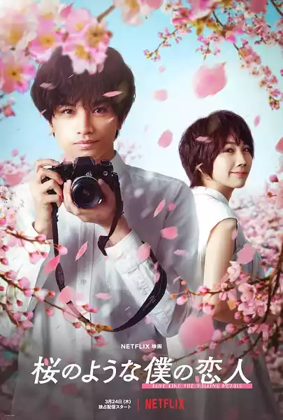 Sakura no yô na boku no koibito (2022) 4k