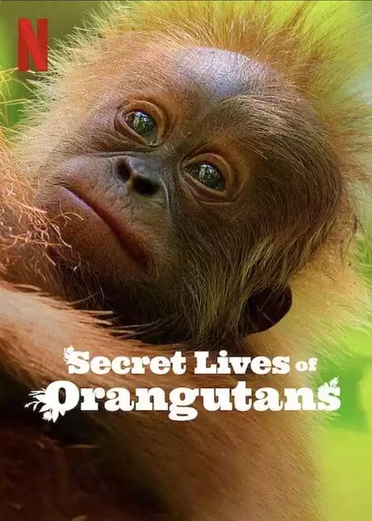 Secret Lives of Orangutans (2024) 4k